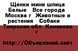 Щенки мини шпица Белые - Все города, Москва г. Животные и растения » Собаки   . Тверская обл.,Конаково г.